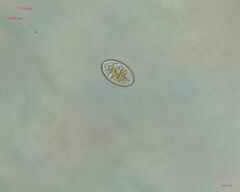 Cocconeis
