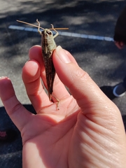 Schistocerca rubiginosa