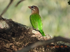Psilopogon viridis