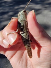 Schistocerca rubiginosa