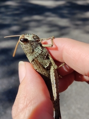 Schistocerca rubiginosa