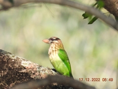 Psilopogon viridis