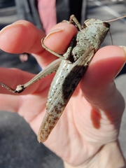 Schistocerca rubiginosa