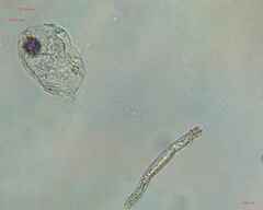 Bacillariophyceae