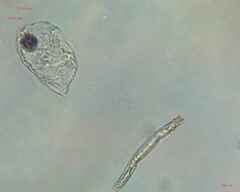 Bacillariophyceae