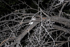 Thallomys nigricauda