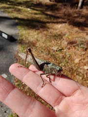 Schistocerca rubiginosa