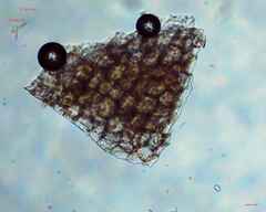 Bryopsida