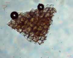 Bryopsida