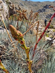 Puya coerulea
