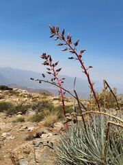 Puya coerulea