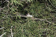 Thallomys nigricauda