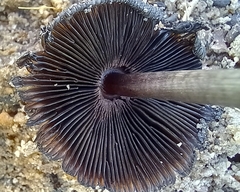 Coprinus xerophilus