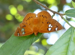 Capila phanaeus