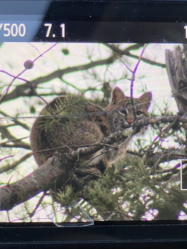 Bobcat photographed in Kentucky