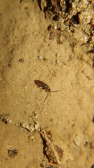Entomobryomorpha