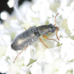 Danacea nigritarsis