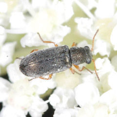 Danacea nigritarsis