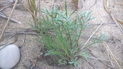 Artemisia campestris caudata