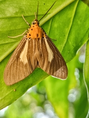 Asota