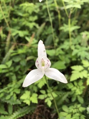 Codonorchis lessonii