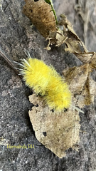 Lophocampa