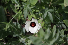 Image of Hibiscus caesius