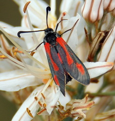 Zygaena sarpedon