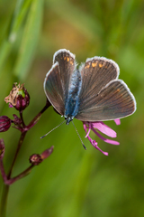 Polyommatus amandus