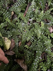 Blechnum filiforme