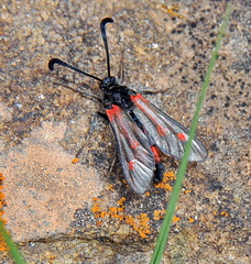 Zygaena sarpedon