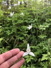 Codonorchis lessonii