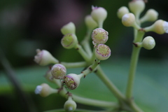 Syzygium acuminatissimum