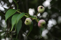 Syzygium acuminatissimum