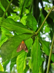 Asota