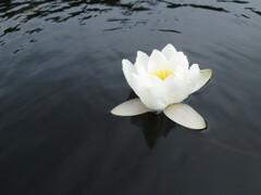 Nymphaea candida