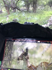 Hippocamelus bisulcus