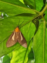 Asota