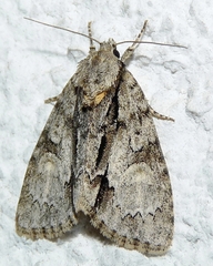 Acronicta strigosa