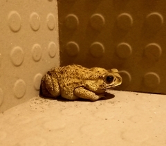 Duttaphrynus melanostictus