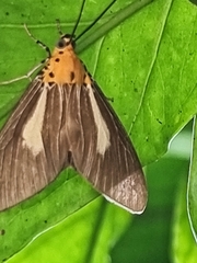 Asota