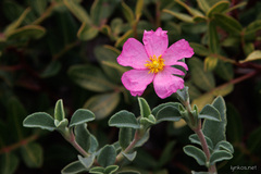 Cistus parviflorus