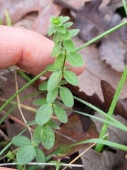Cruciata glabra
