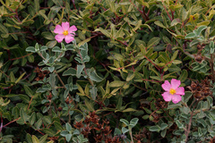 Cistus parviflorus