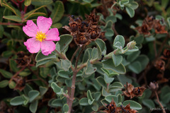 Cistus parviflorus