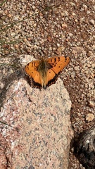 Catacroptera cloanthe