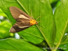Asota