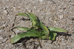 Drimia elata