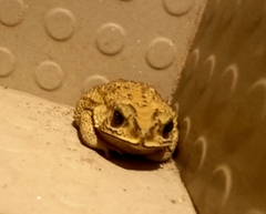 Duttaphrynus melanostictus