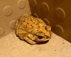 Duttaphrynus melanostictus
